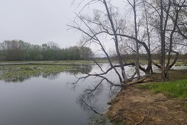 The Bass River on a foggy morning