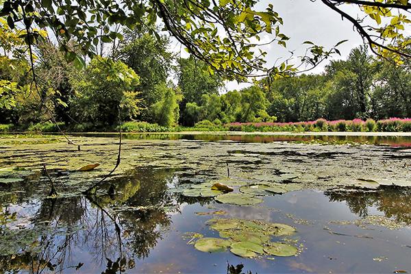 A view over the water of Deer Creek in summer time. The creek is surrounded by woods and is full of water lilies.