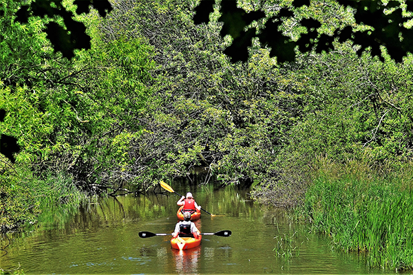 A couple kayak up the Pigeon River into a wooded area.