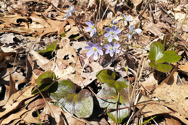 Hepatica flowers grow through fallen leaves on the forest floor