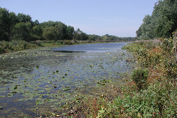 The bayou stretches away from the viewer, and is choked with aquatic plants. Summer trees surround the water.