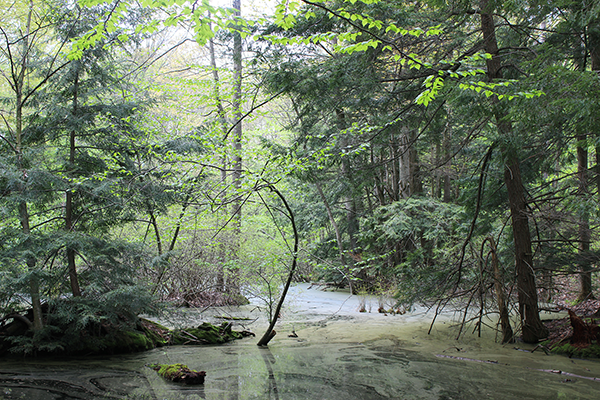 A small, still body of water that is surrounded by pine trees