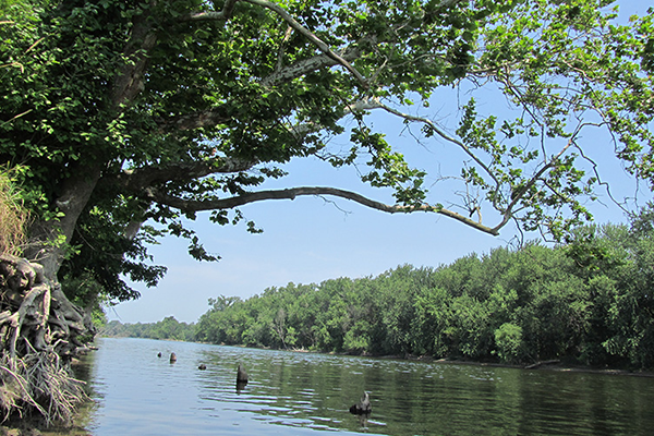 The bayou, surrounded by summer trees, stretches away from the viewer into the distance. A single tree grows in the foreground, its roots and branches hanging over the water.