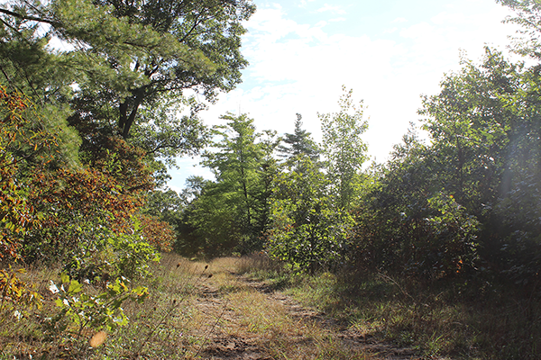 A grassy path leads through a sunny, wooded area