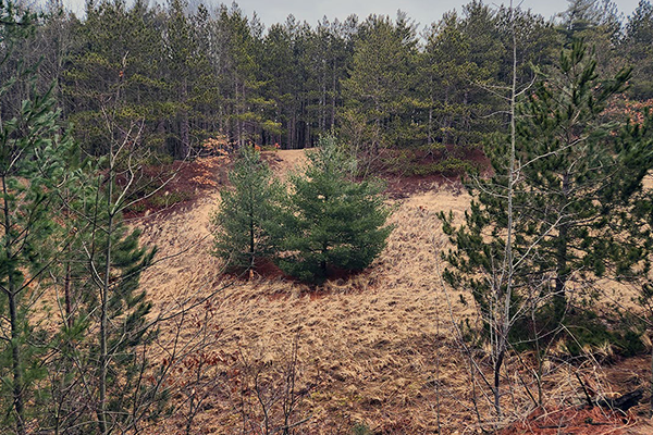 A grassy hill is sparsely dotted with conifer trees. Behind the hill is a dense pine forest.